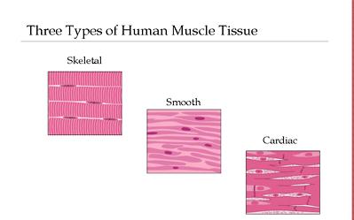 Muscle Tissue 3 Types Skeletal muscle Cardiac