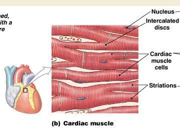 Involuntary control Cardiac Muscle Tissue Rely on pacemaker cells for contraction AND Autonomic
