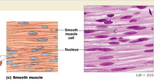 Produce rhythmic activity Ex; only found in heart Smooth Muscle Tissue Involuntary or visceral