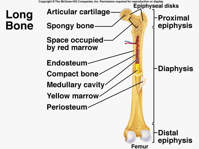Parts of a Long Bone 3. Articular Cartilage layer of hyaline cartilage that covers the surface of the epiphyses 4.