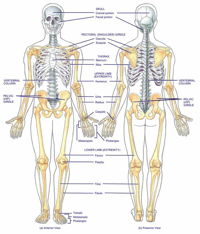 Divisions of the Skeleton Two Main divisions: Axial and Appendicular Skeleton Axial 80