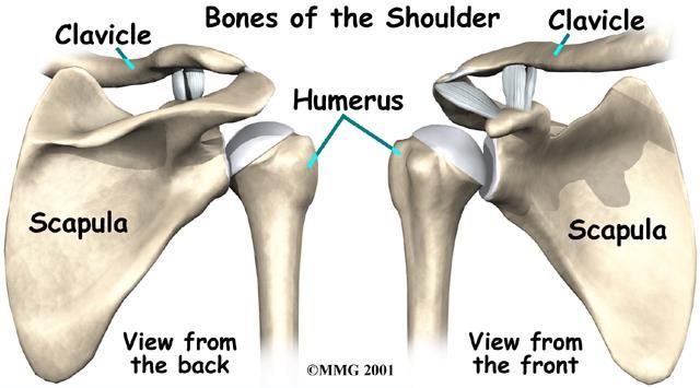 Bones of the upper Extremities -Upper extremities consist of the shoulder