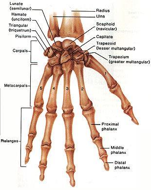 hand Phalanges bones