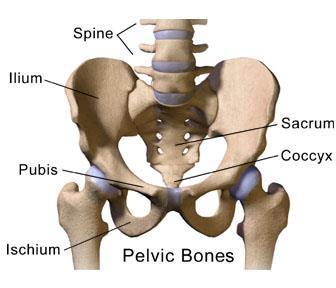 Lower Extremity Bones Bones of the lower extremities include the hip, thigh, lower leg, and foot.