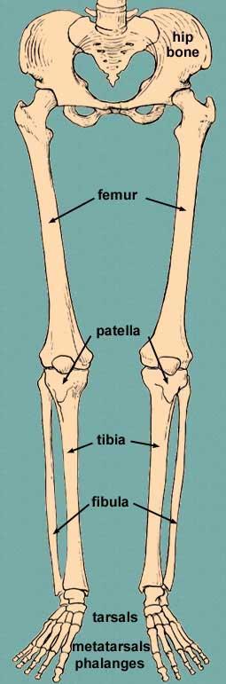 Lower Extremity Bones Femur thigh bones; longest and heaviest bones in the body Patella