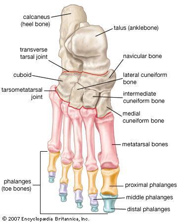 heel bone Metatarsals bones of