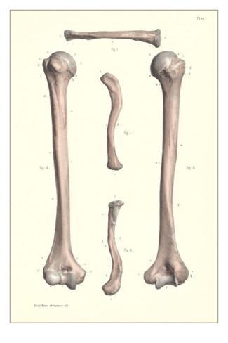 Long Bones Characterized by a