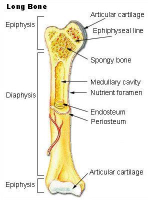 Part of a long bone 1. Diaphysis main shaft of the bone. Hollow, cylindrical, and made of compact bone 2. Epiphyses the ends of a long bone.