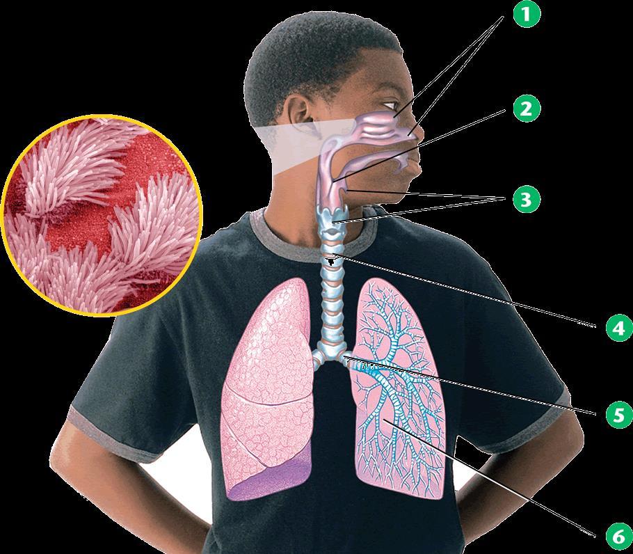 The Respiratory System 12 The respiratory system is responsible for
