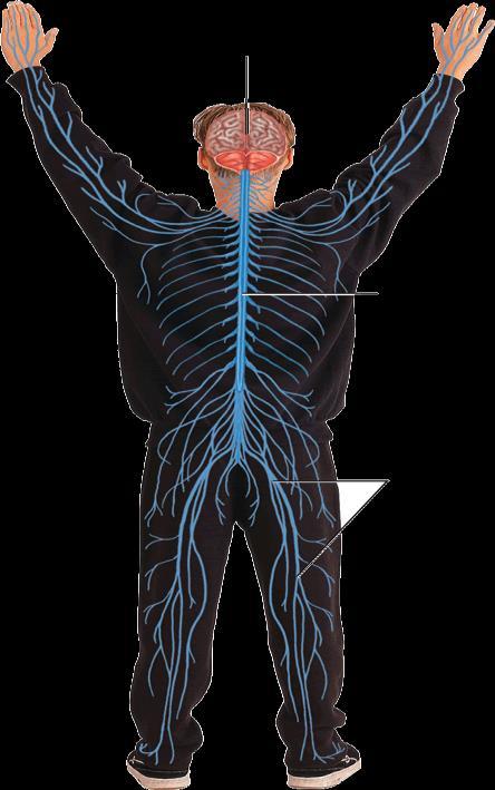 THE CENTRAL AND PERIPHERAL NERVOUS SYSTEM 7 Peripheral Nervous System: the peripheral nervous system