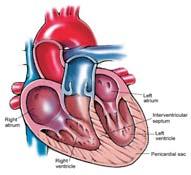 Heart External anatomy Internal