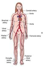 back to heart Capillaries Where oxygen,