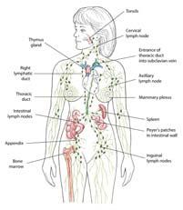 Lymphatic System Passive circulatory system Functions primarily to absorb fat from