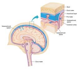 from organs to spinal cord Motor nerves transmit impulses from