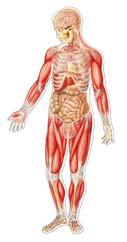 Objectives Describe structure and function of: Circulatory system Respiratory system Nervous system