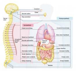 Autonomic Nervous System Gastrointestinal System Involved in Gastrointestinal System Consumption Digestion