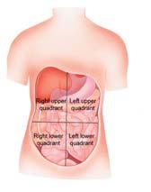 Abdominal Quadrants RUQ Liver Gallbladder Large intestine (partial) Right kidney LUQ