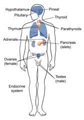 Endocrine System Endocrine System Glands that secrete proteins (hormones) Pituitary Regulates function of other endocrine glands Thyroid Influences growth, development, metabolism, levels of calcium