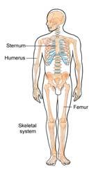 Abdominal Quadrants Skeletal System Provides