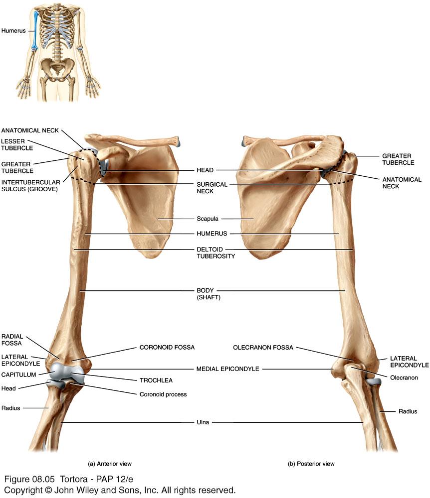 Right humerus in relation to