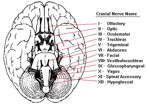 Slide 11 Cranial Nerves 11 I=C72.2, II=C72.3, VIII=C72.4, Others=C72.5 Source: URL: faculty.washington.edu/chudler/cranial.html Accessed 7/18/03. The human body has 12 pairs of cranial nerves.