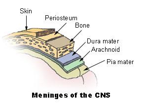 Slide 13 Meninges PAD the brain 13 This is a file from the Wikimedia Commons.
