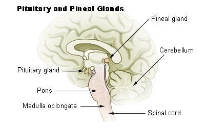 Slide 25 Pituitary and Pineal Glands Located deep within the brain 25 training.seer.cancer.gov/module_anatomy/unit6_3_endo_gl The pineal gland is the size of a pea and shaped like a tiny pine cone.