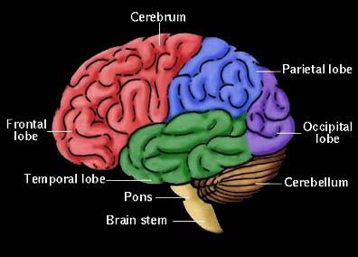 Slide 9 Cerebellum and Brain Stem 9 C71.0 C71.3 C71.1 C71.4 C71.6 C71.2 C71.7 URL: www.sciencebob.com/lab/bodyzone/brain.html 7/18/03 The cerebellum is the second largest area of the brain.