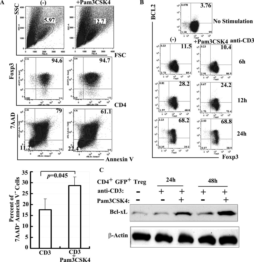 The Journal of Immunology 4463 FIGURE 5. Pam3CSK4 augments Treg survival and induces Bcl-x L but not Bcl-2 expression. A, FACS-sorted GFP Treg cells were cultured with plate-bound anti-cd3 (0.