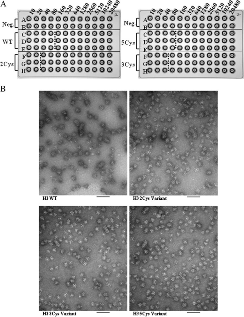 Holtz et al. BMC Biotechnology (2014) 14:111 Page 5 of 20 Figure 3 A and B Hemagglutination activity and negative stain electron microscopy of the H3 rha proteins. A. The hemagglutination assay was performed in 96-well u-bottom plates.