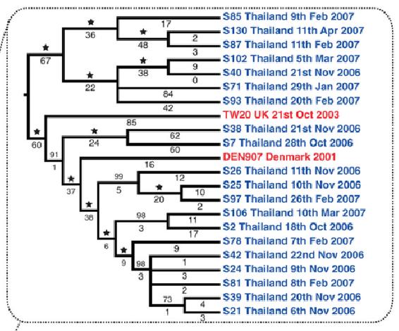 2 European isolates clustered within the Asia clade: DEN907, (Denmark, patient was Thai) TW20, (Ref strain,from a large outbreak,london) both contain the core SNPs of Asia clade
