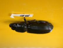 beetle was found. Figure 1.