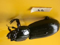 Figure 7. Adult Passalidae Table 1. Species accumulation of the passalidae beetle in logs where they were found.