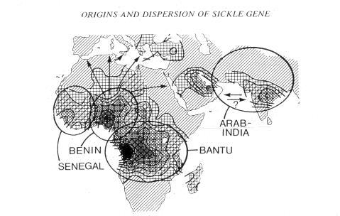 There have been early descriptions of SCD in West Africa for generations with first reports documented in the 1800s.