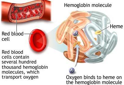 Figure 2. Hemoglobin and red blood cell blood cells (rbcs) (Figure 2).