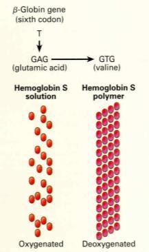 These globin chains switch during different points in pre- and post-natal development until the final adult hemoglobin is achieved.