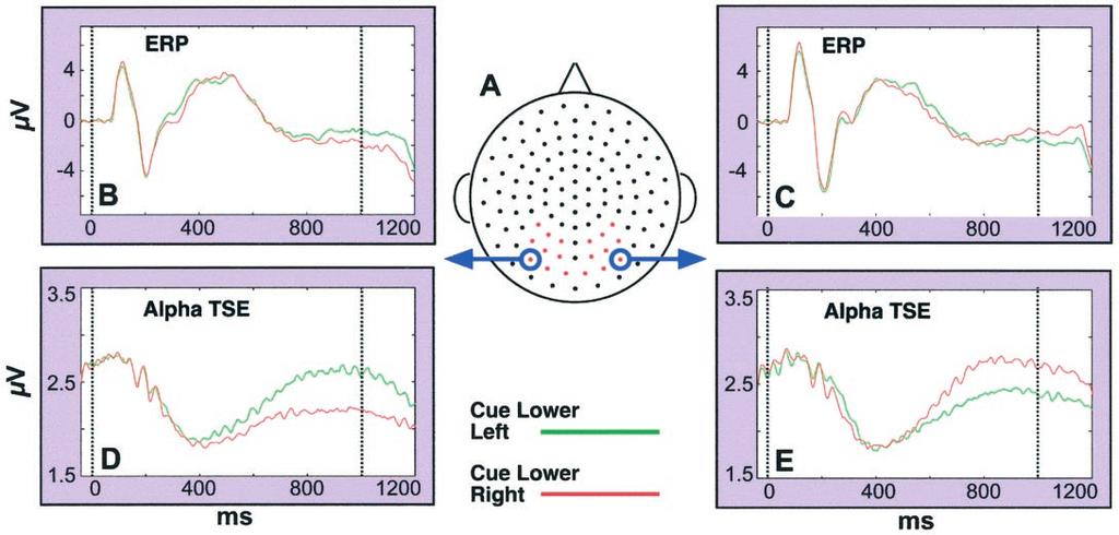 Worden et al. and Visuospatial Attentional Biasing J. Neurosci., 2000, Vol. 20 3of6 Figure 2. -Band oscillatory activity is selectively modulated by spatially directing visual attention.
