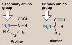 Continued The structure of the proline amino acid differs from other nonpolar amino acids