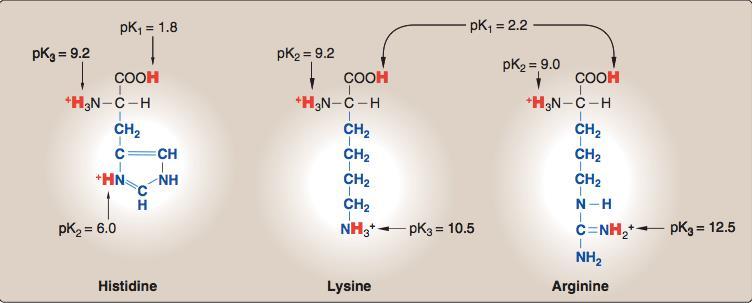 Continued Amino acids with basic side chains: Histidine, Lysine and Arginine are