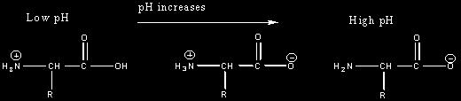 Isoelectric point The ph at which the molecule carries no net