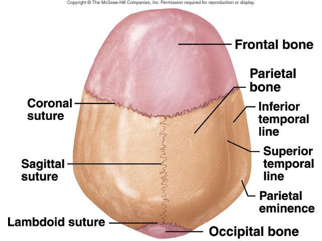 Coronal Suture - Frontal, Parietal Sagittal Suture -