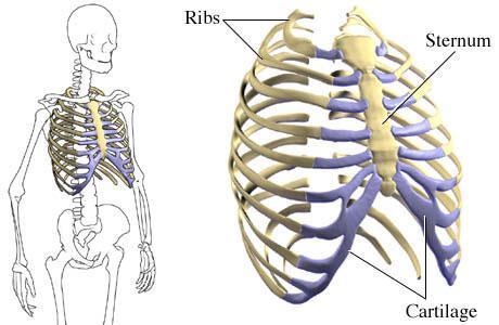 The Thoracic Cage: ribs there are 12 pair of ribs that protect inner organs The first 7 pair are true ribs. The last 5 pair of ribs are called false ribs.