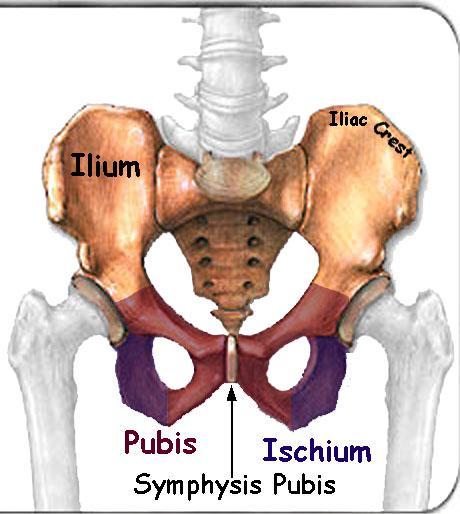 Pelvic Girdle: pelvic girdle consists of the two coxal bones which articulate with each other and the sacrum pelvis consists of the sacrum, coccyx and the pelvic girdle The coxal bone has