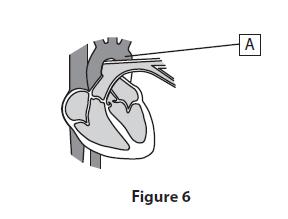 8 Figure 7 shows a cross-section of the heart.