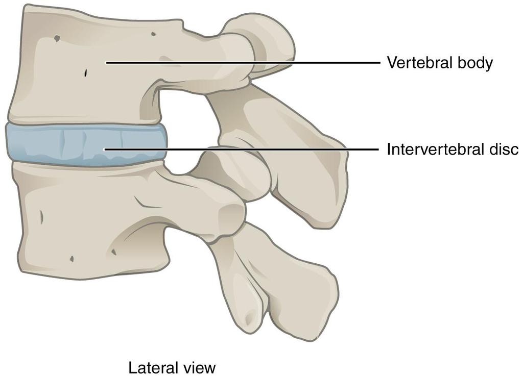 Types of Joints (articulations) 2.