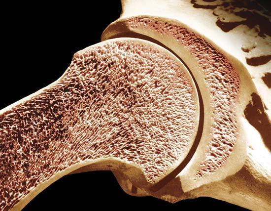 Types of Bone Tissue Compact (wall of the