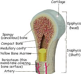 Spongy Bone Spongy bone is found in small, flat bones, and in the head and