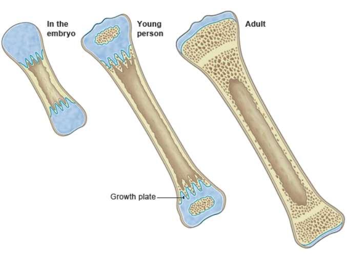 Bone Growth Coloring of