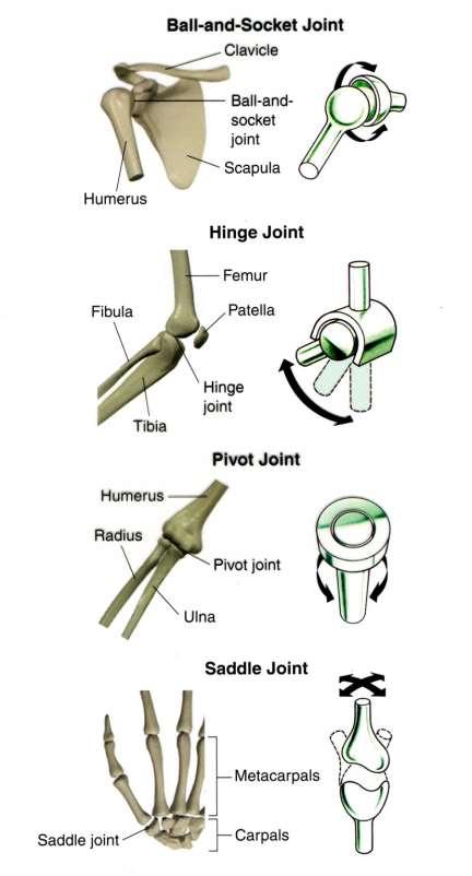 Synovial Fluid Synovial fluid: fluid within the joints that helps to