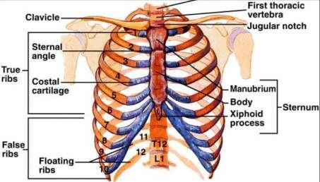 Thoracic Cage 12 pairs of ribs True Ribs = First seven Connects directly to the sternum False Ribs = Next